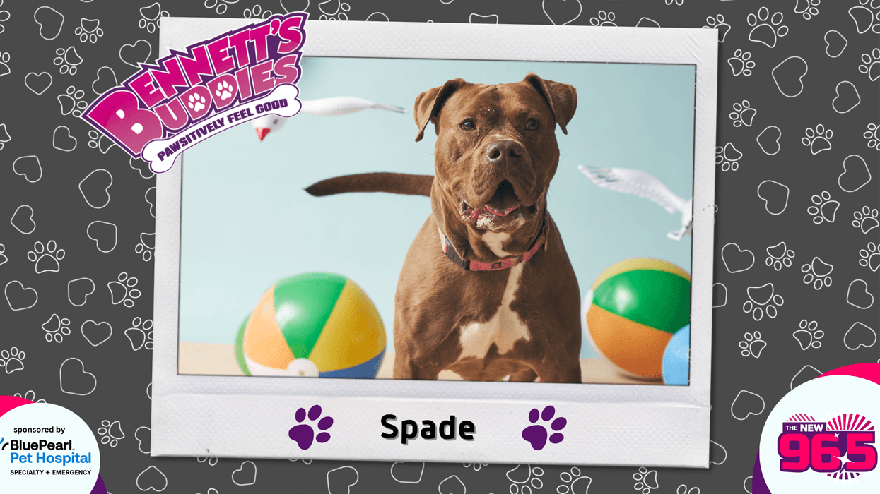 Meet Spade! Bennett's Buddies at the PSPCA