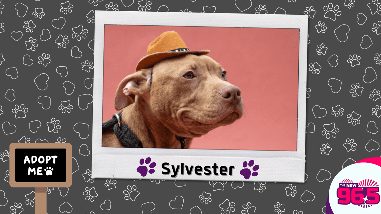 Meet Sylvester, Bennett's PSPCA Pet of the Week
