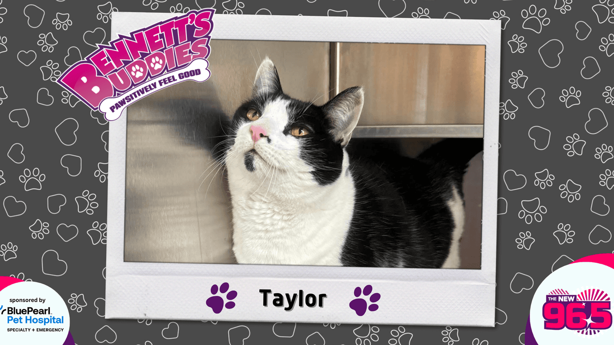 Meet Taylor! Bennett's Buddies at the PSPCA