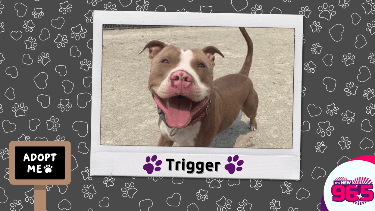 Meet Trigger, Bennett's PSPCA Pet of the Week