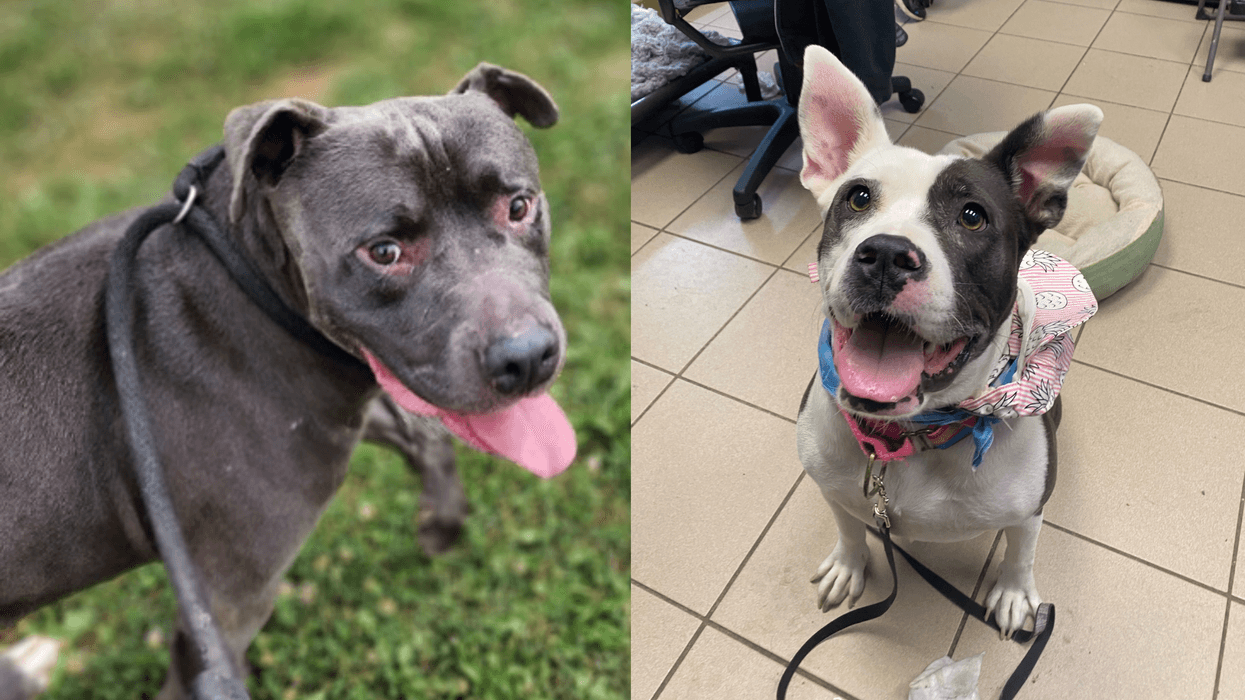 Meet Venice & Zoomba, Bennett & Raven's PSPCA Pets of the Week