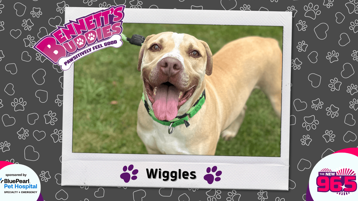 Meet Wiggles! | Bennett's Buddies at the PSPCA