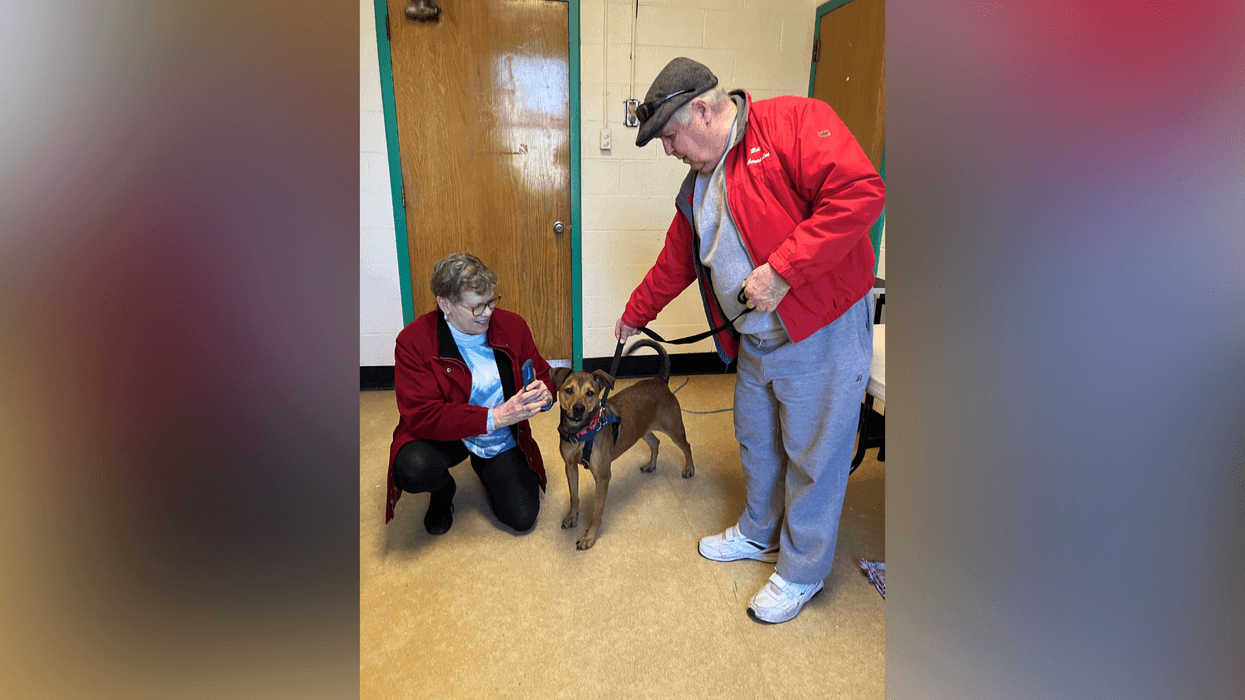 Meet Wisteria, Bennett & Raven's PSPCA Pet of the Week