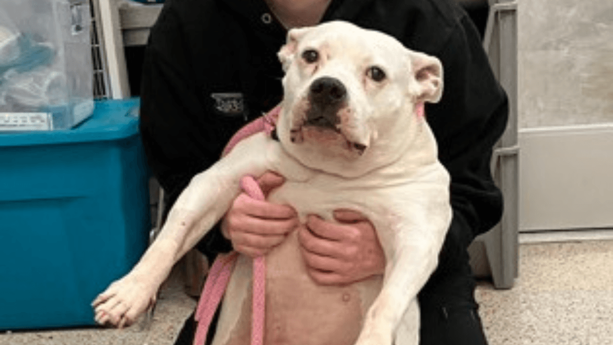 Meet Yola, Bennett & Raven's PSPCA Pet of the Week