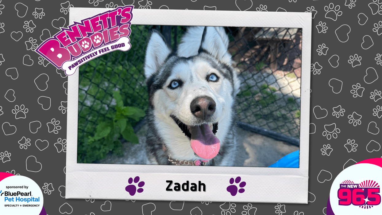 Meet Zadah Bennett's Buddies at the PSPCA