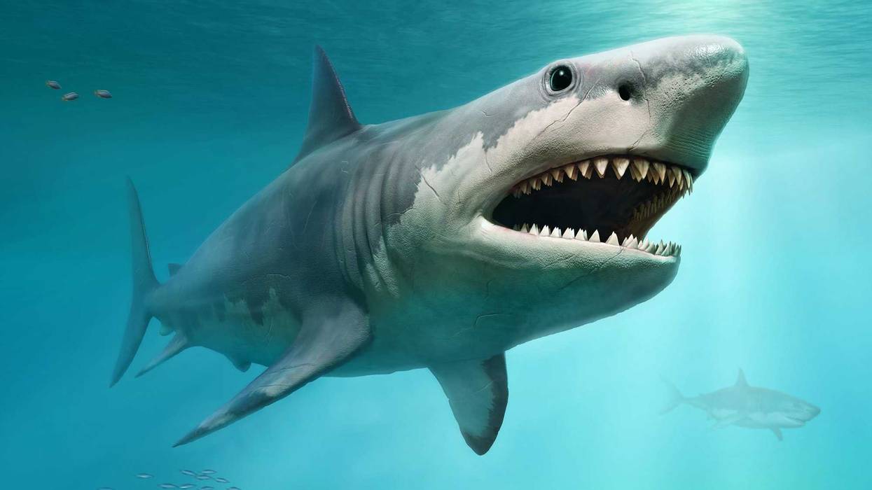 Megalodon