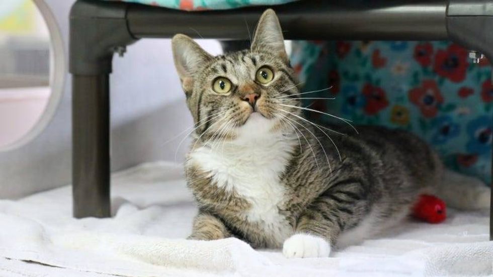 Melon @ Austin Humane Society