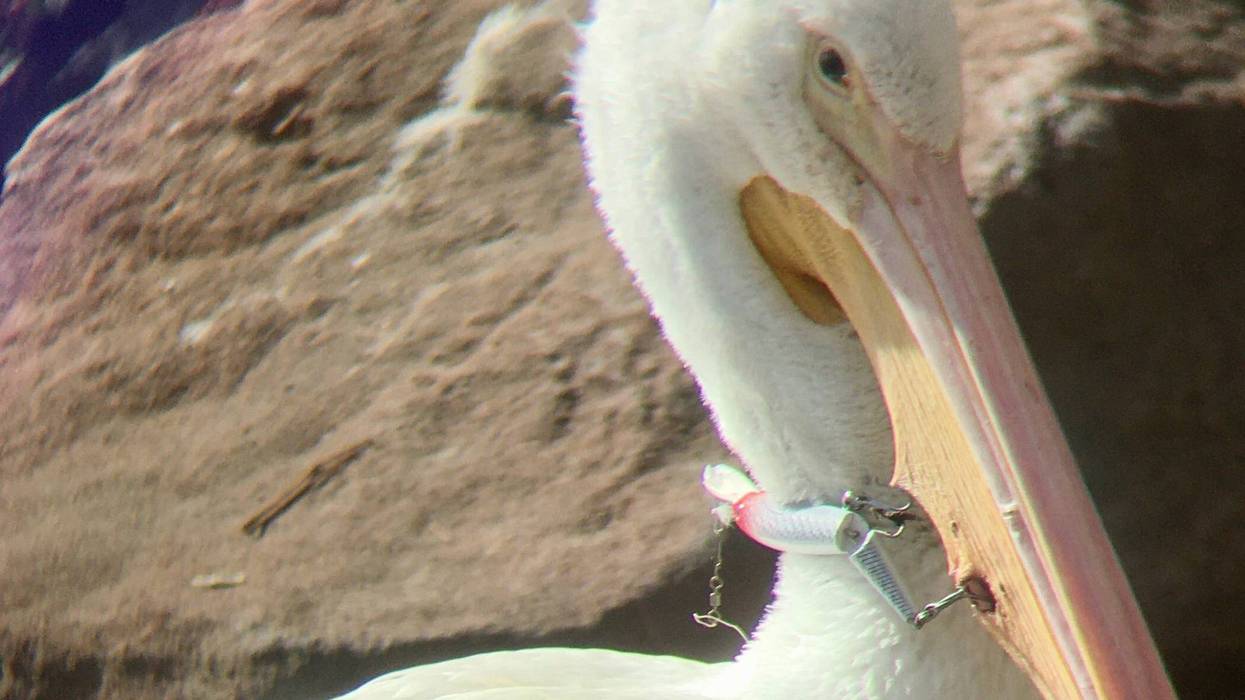 "Merritt," an American White Pelican, seen here with a fishing hook lodged in its neck.