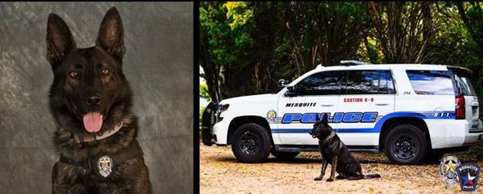 Mesquite K9 Killed