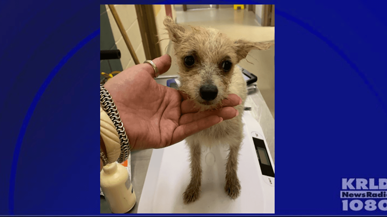 Mesquite rescues 111 dogs