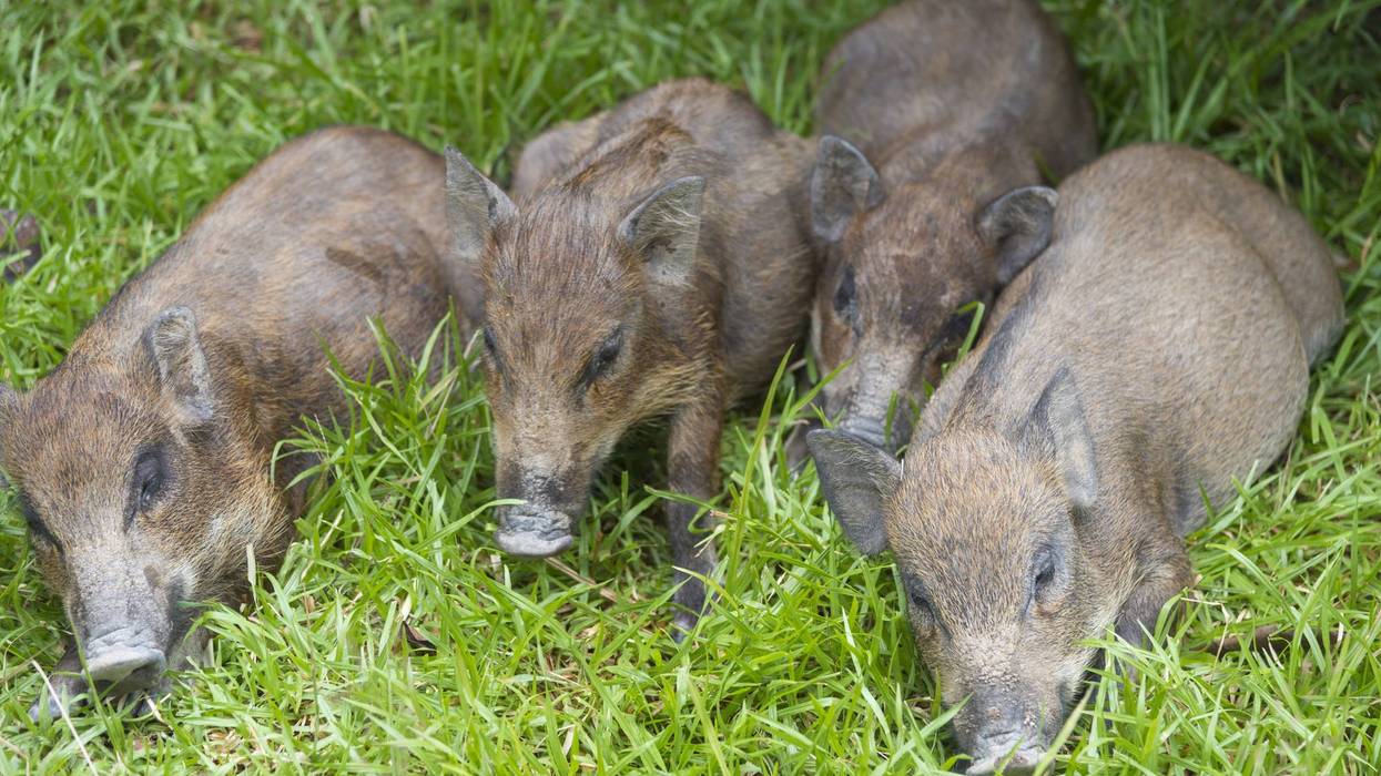 Mesquite residents demand action as feral hogs tear up yards