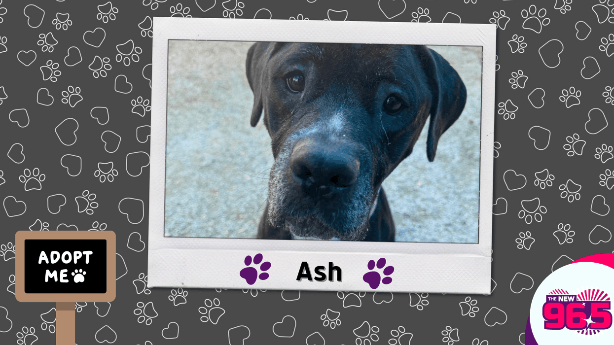 Met Ash, Bennett's PSPCA Pet of the Week