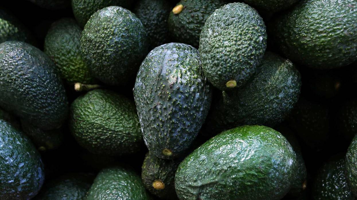 Mexico Avocado Violence