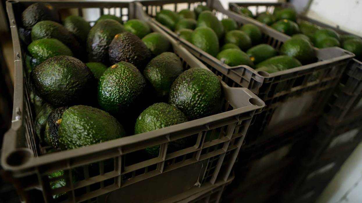 Mexico Avocados
