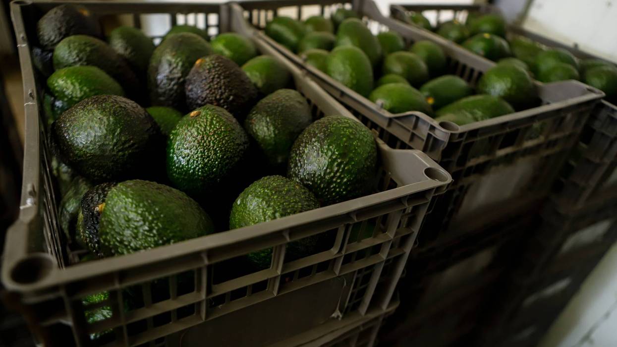 MÉXICO-EEUU AGUACATES 9