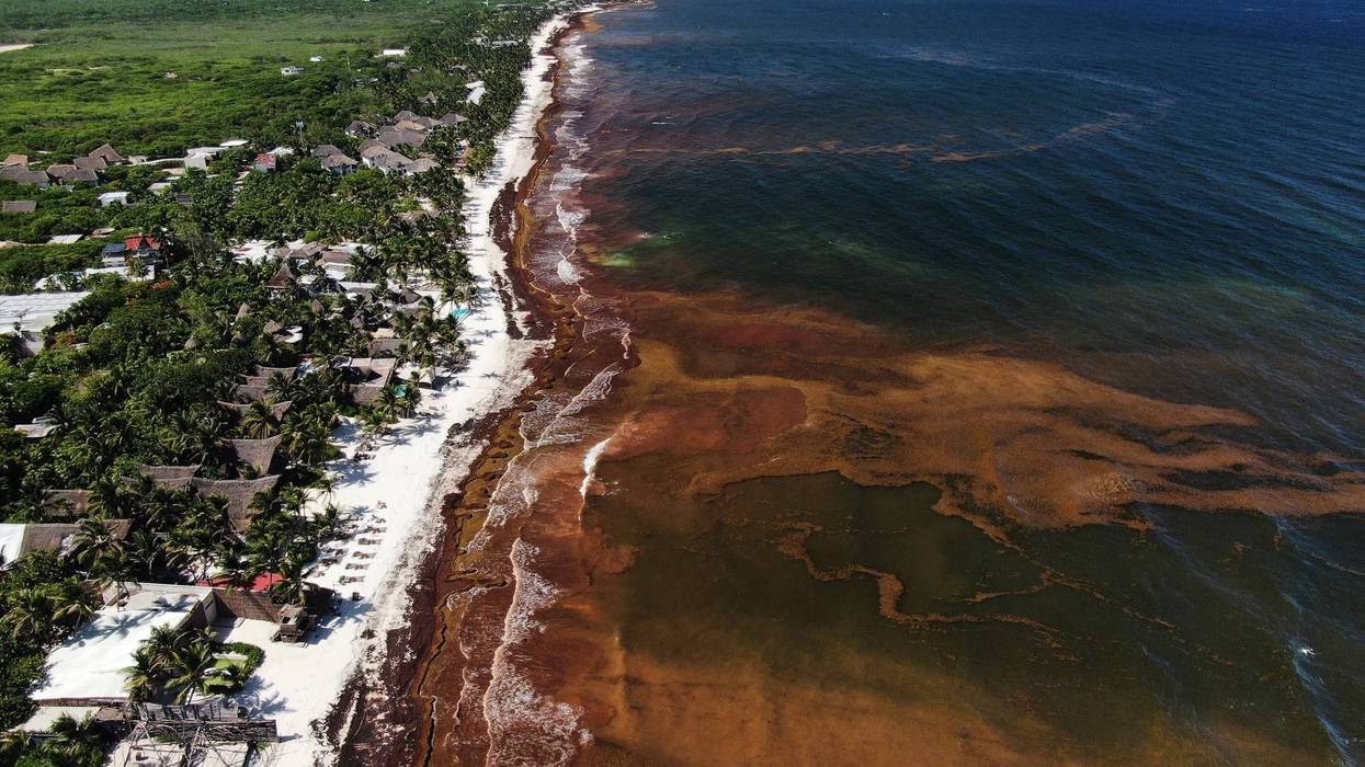 Mexico Sargassum 293