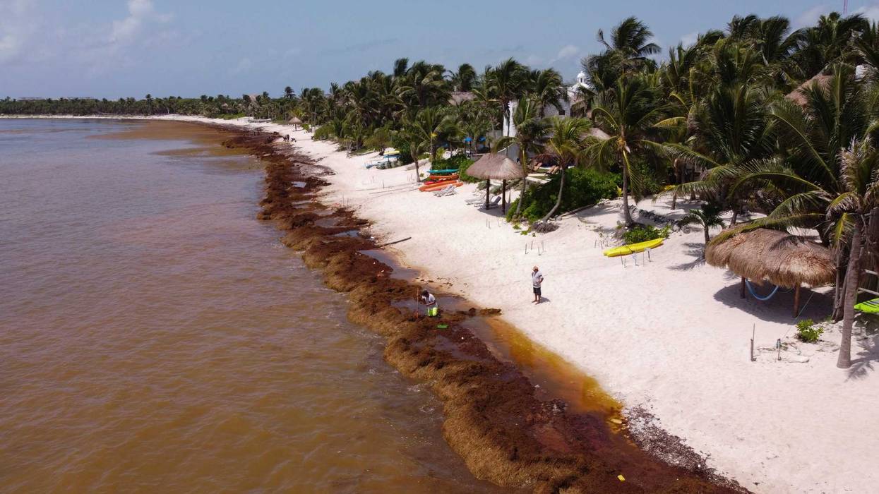 Mexico Seaweed Invasion