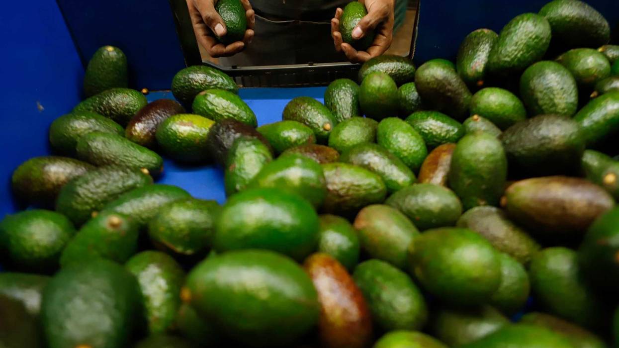 Mexico US Avocado Exports