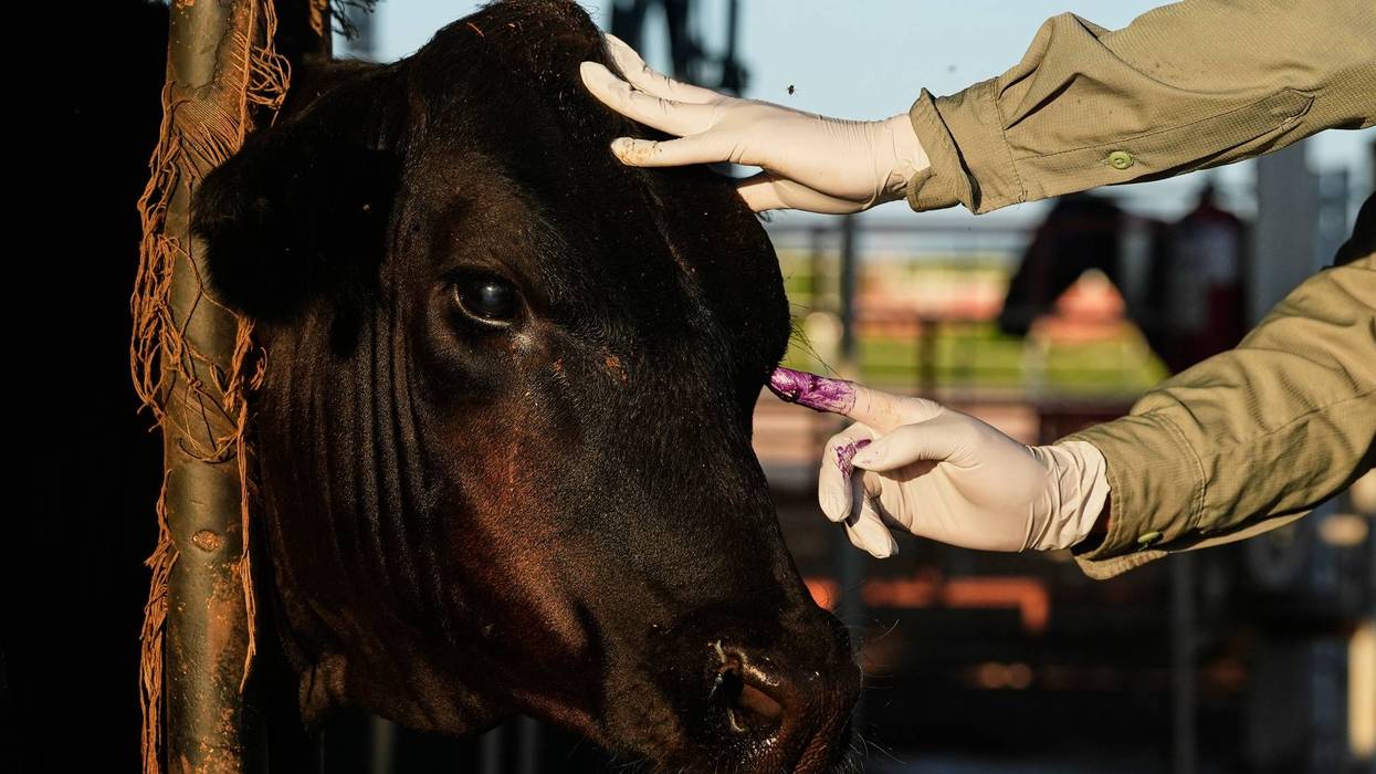 Mexico US Cattle Screwworm