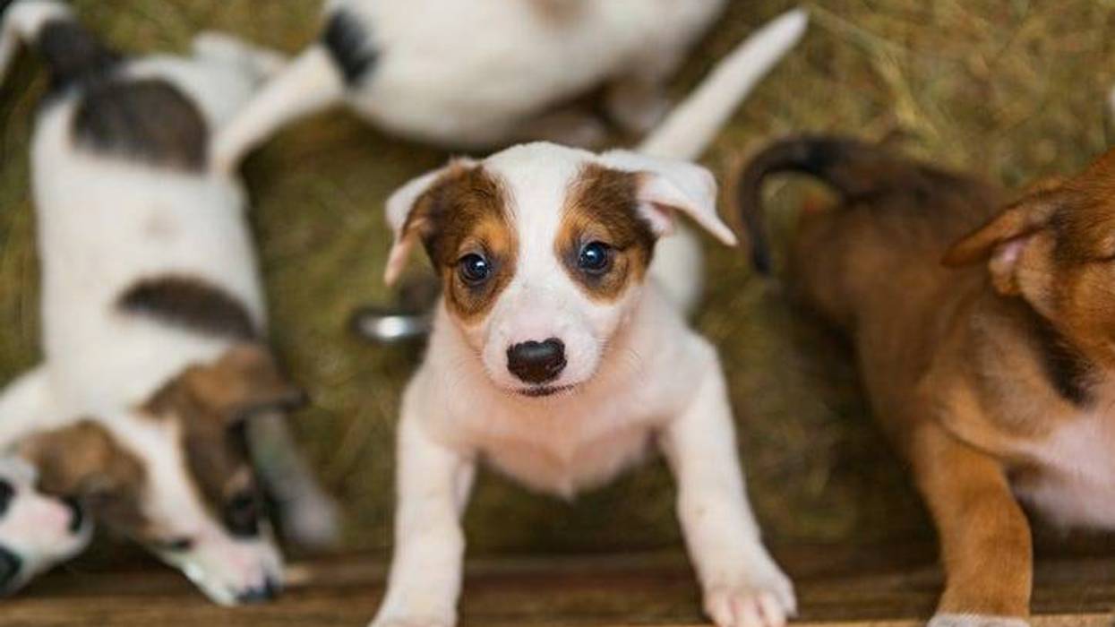 Michigan shelter looking for couch potatoes to cuddle pooches