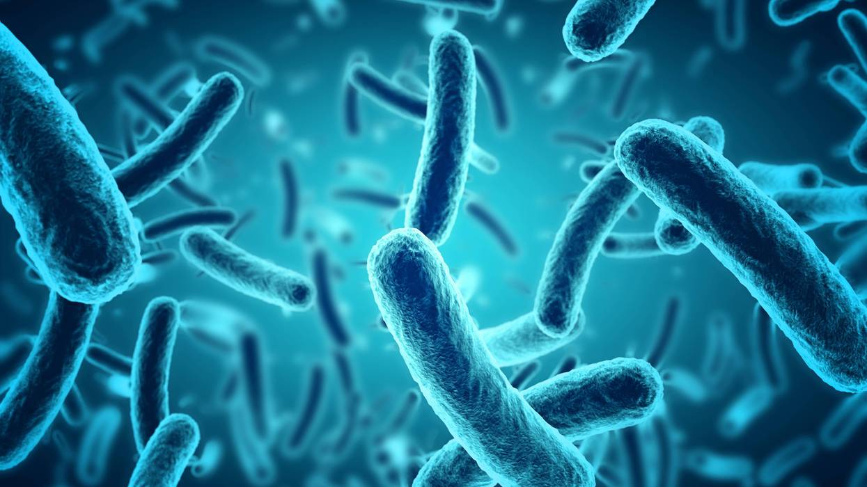 Microscopic bacteria