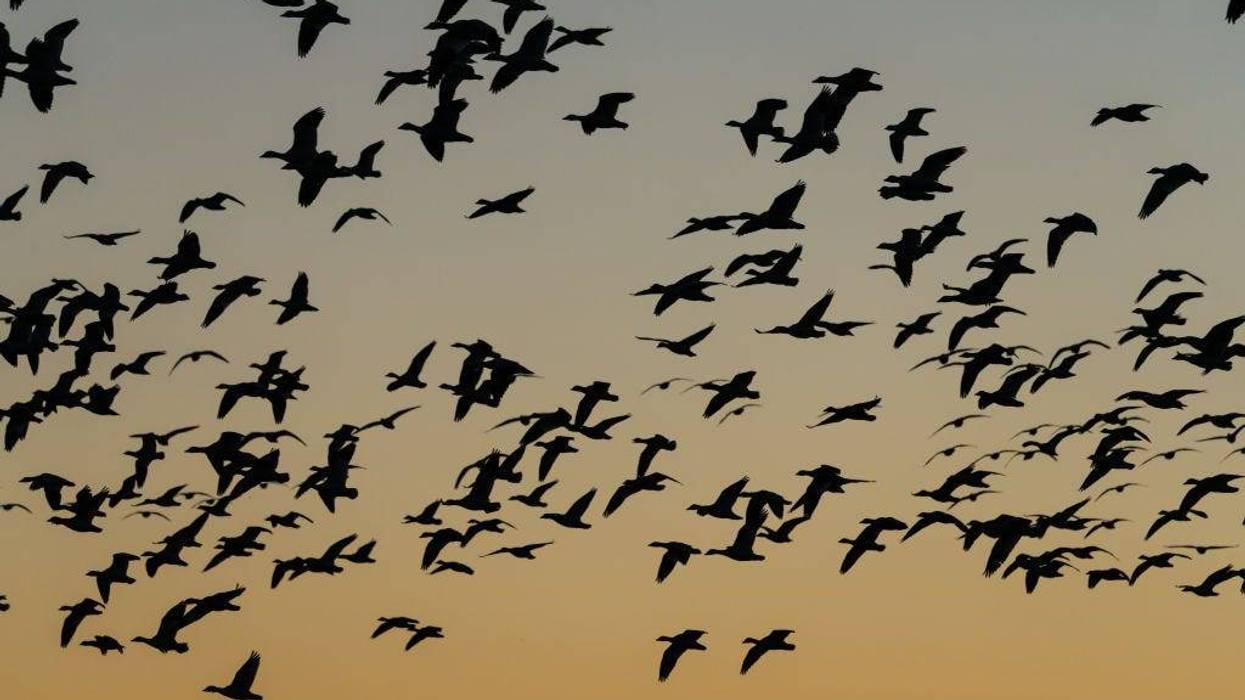 Migrating Birds