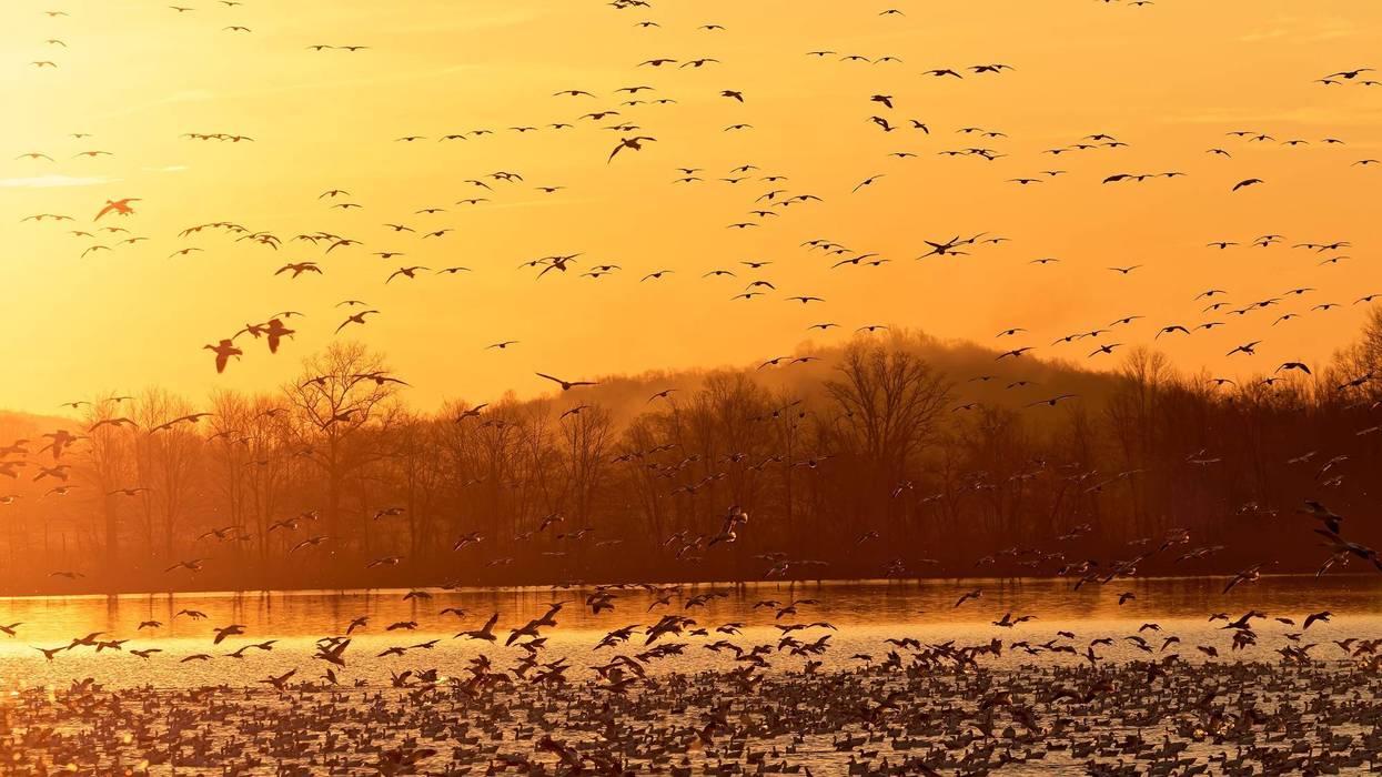 Migrating Snow Geese flying from a lake at Middle Creek Wildlife Management Area in Lancaster County, Pennsylvania.