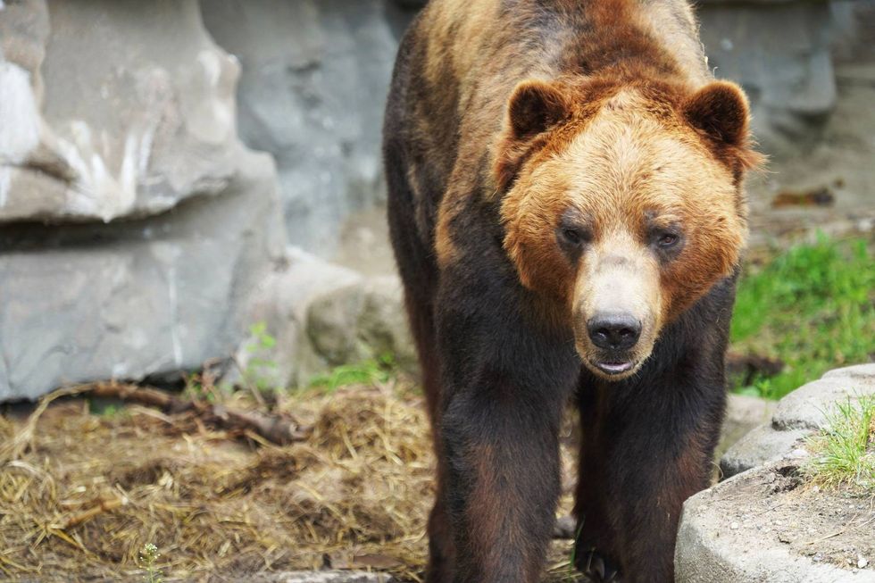 Mike the bear at the Detroit Zoo