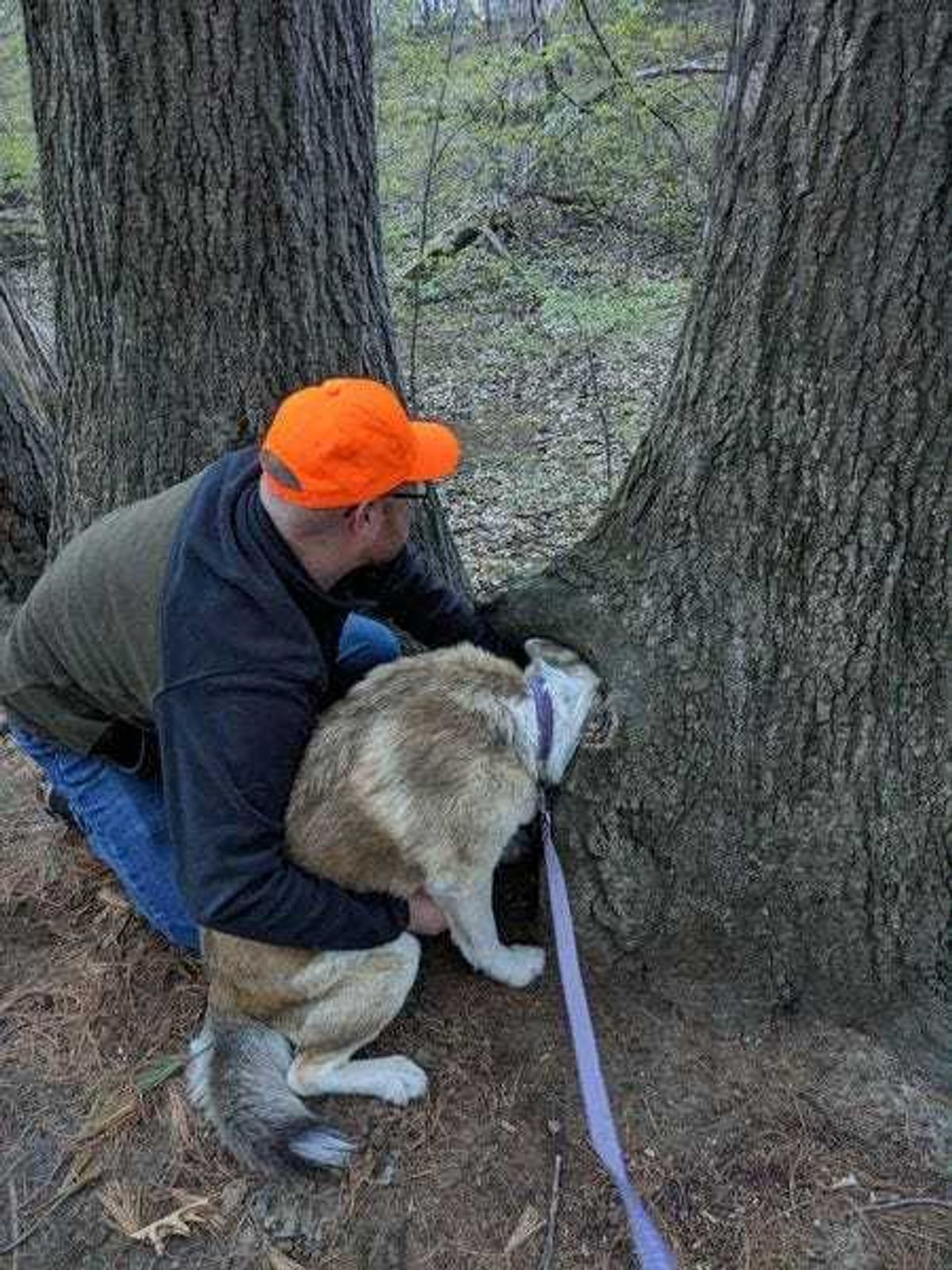 Milford firefighters working to free a dog.