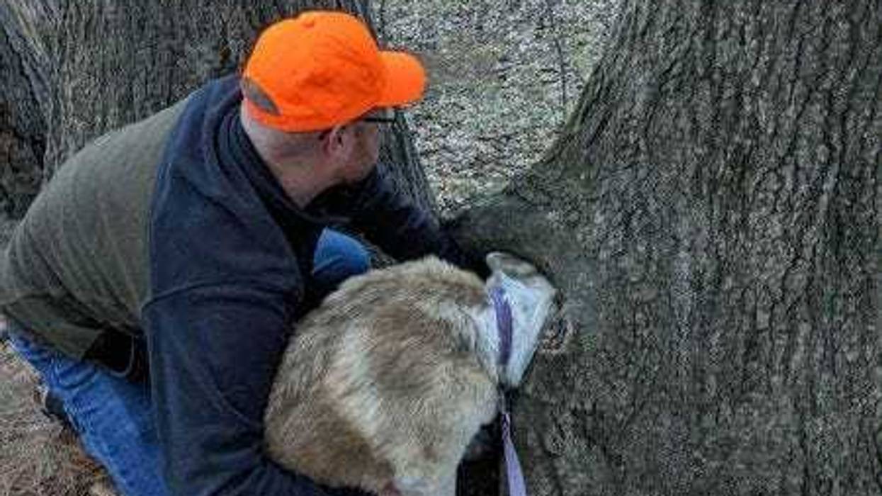 Milford firefighters working to free a dog.