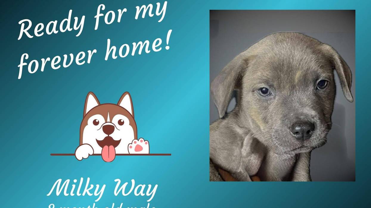 Milky Way, a three month old brown puppy