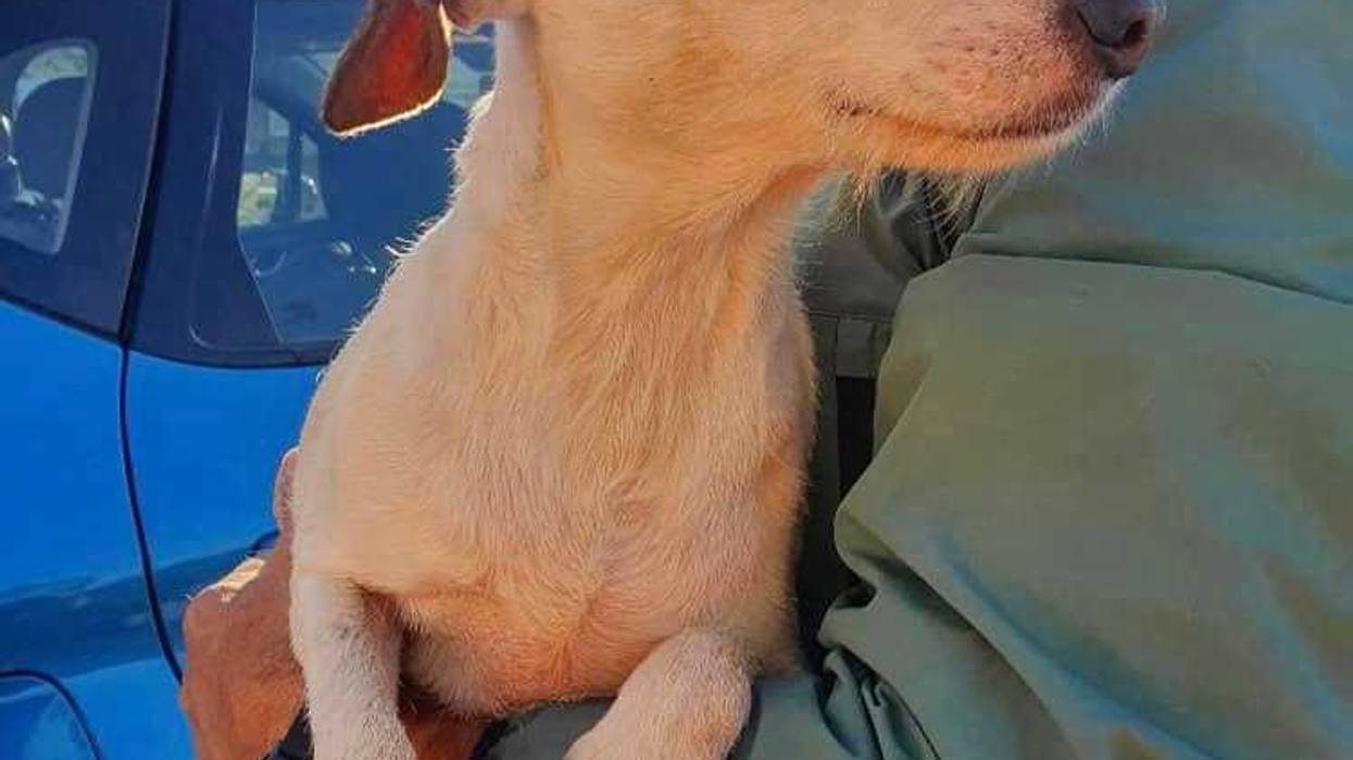 Millie, a dog recused by Denmead Drone Search and Rescue with the help of sausages.