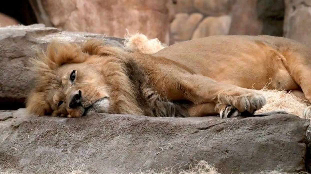 Milwaukee County Zoo lion