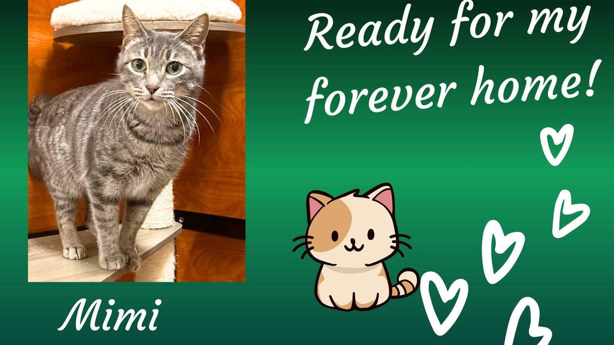 Mimi, a year old gray tabby cat