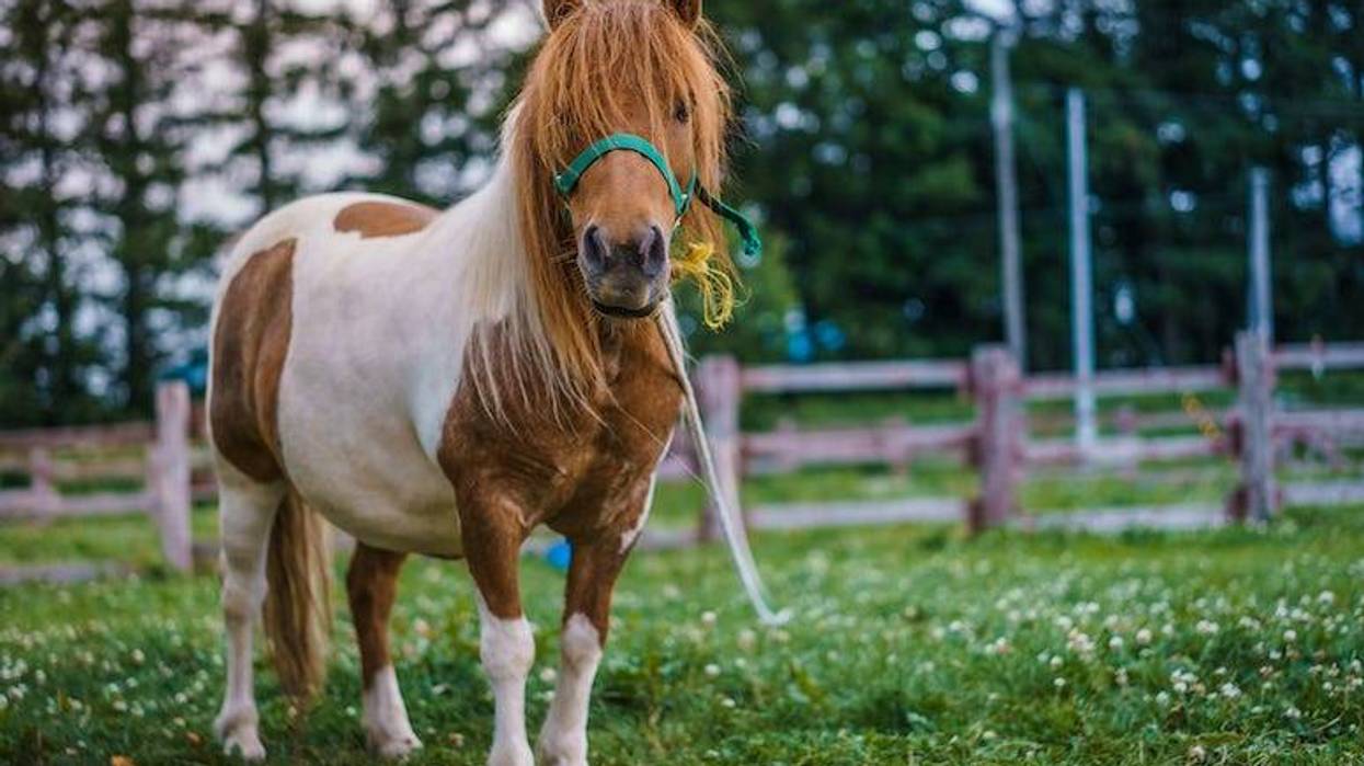 Mini-horse in pen