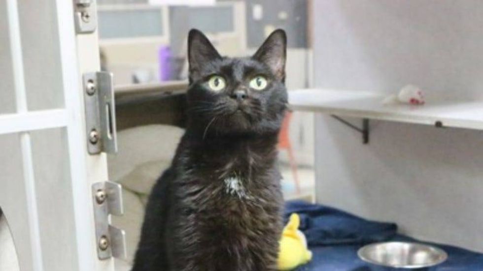 Minne @ Austin Humane Society 1/25/23