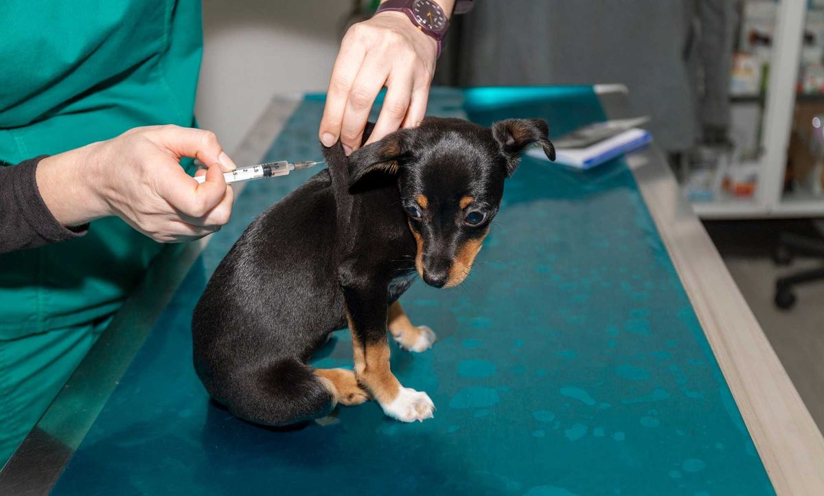 Minneapolis Animal Care and Control held their first of three vaccine clinics on Tuesday.