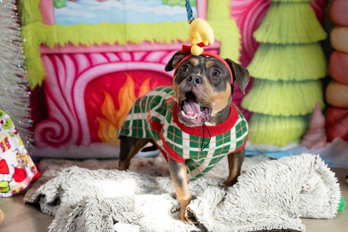 Minneapolis Animal Care and Control is urging people to be thoughtful when adopting a pet this holiday season