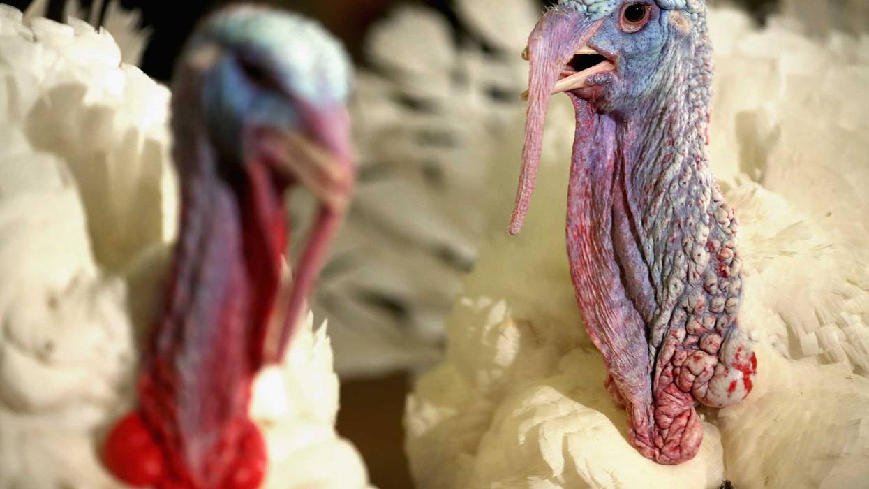 Minnesota leads the nation in raising turkeys, and its been hit hard by the worst avian flu outbreaks in seven years.