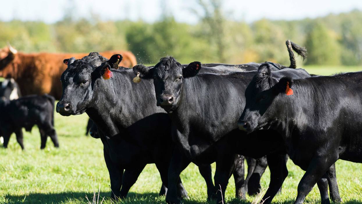 Minnesota Rep. Angie Craig (D) is taking aim at President Trump after the president mentioned using Argentina to bring down beef prices in the U.S.