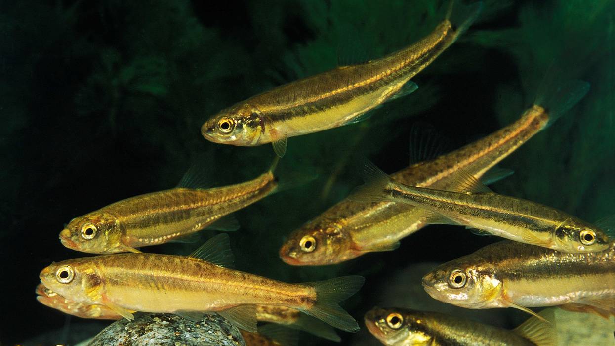 Minnows