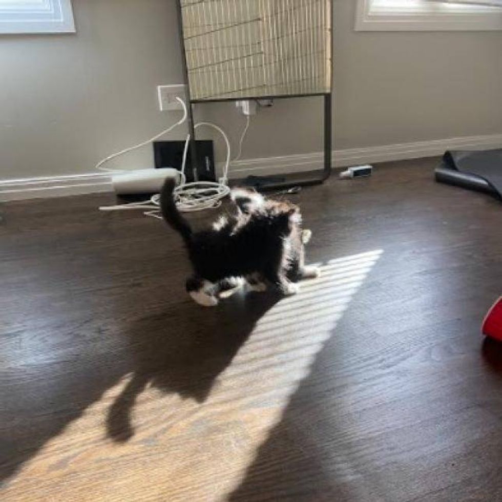 Mint Chip & Rum Raisin are 2-month-old (almost 3-month-old), male Domestic Longhair kittens. They each weigh around 2.6 pounds.