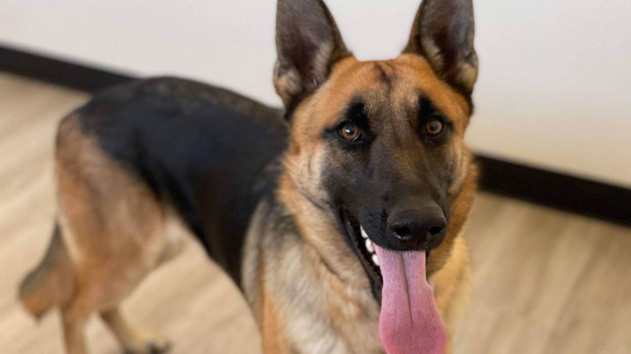 Miso, a one and a half year old large mixed breed dog up for adoption through ARE Animal Rescue