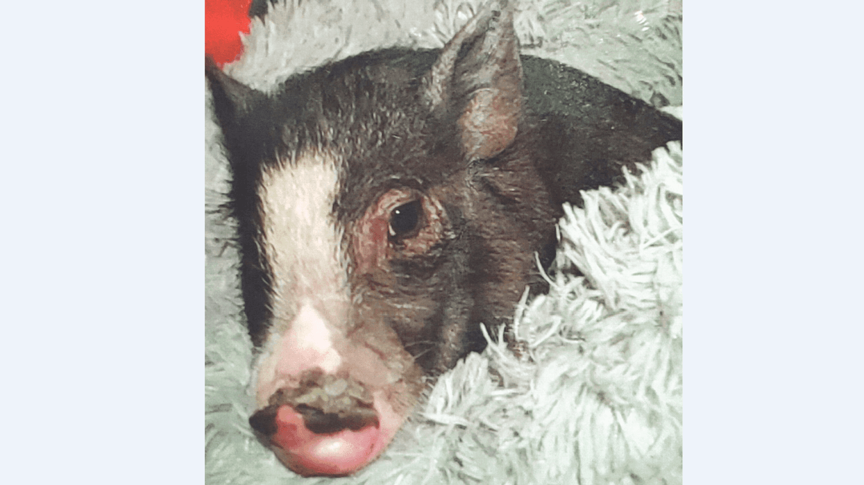 Missing Baby Pig