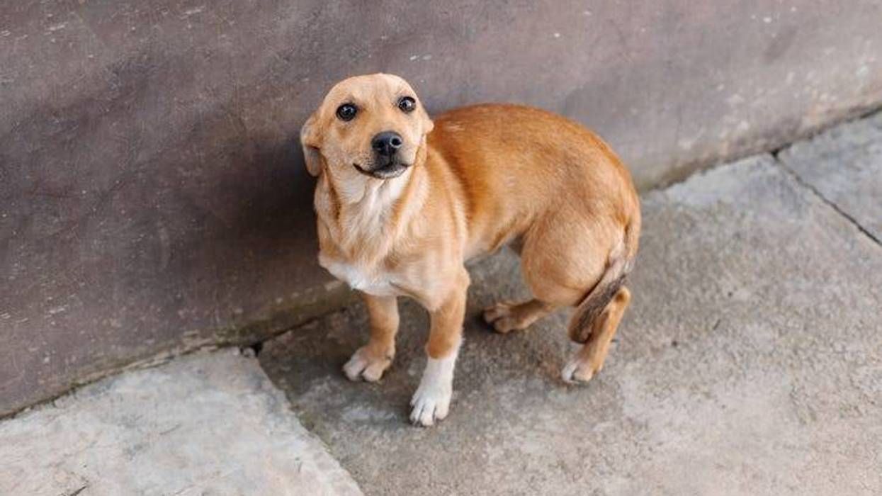 Missing Dog