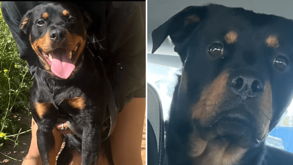 missing dog