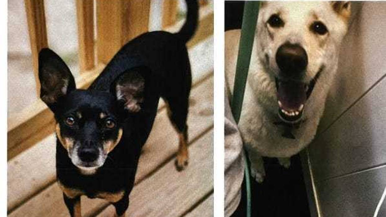 Missing Dogs