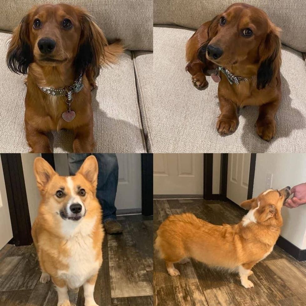 Missing Dogs