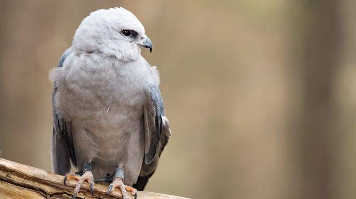 Mississippi Kite bird perched on a branch