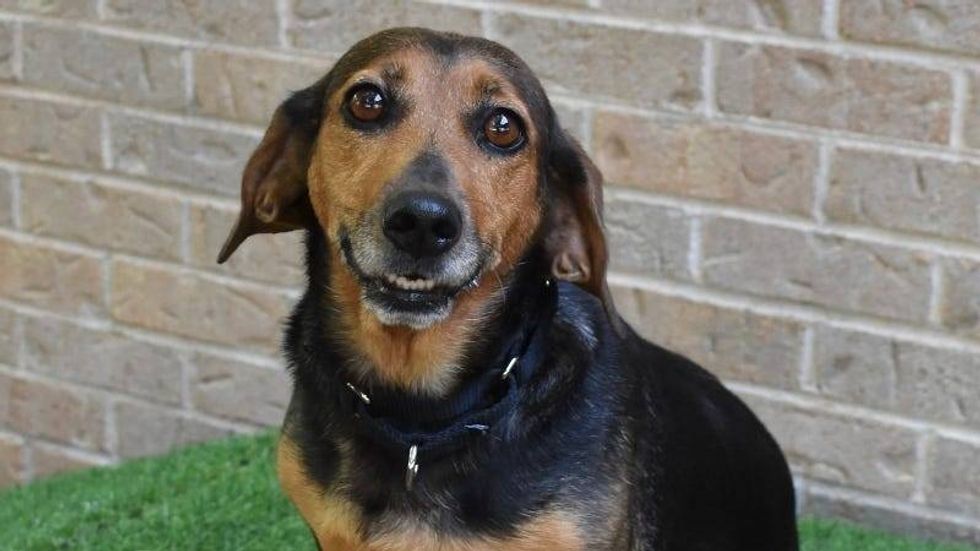 Missy @ Austin Humane Society 9/04/24